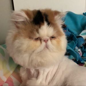 Meet your Posher, Reagan